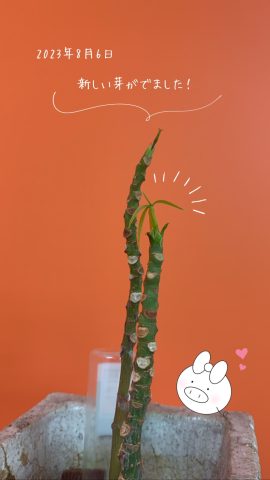 大宮店のパキラから新しい『芽』がでました！