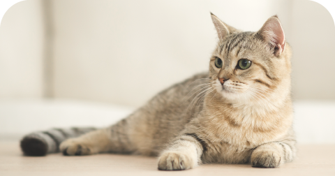 猫可