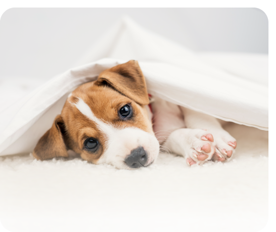犬可