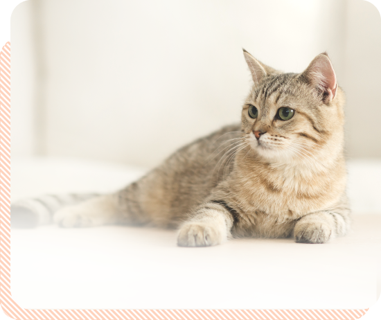 猫可