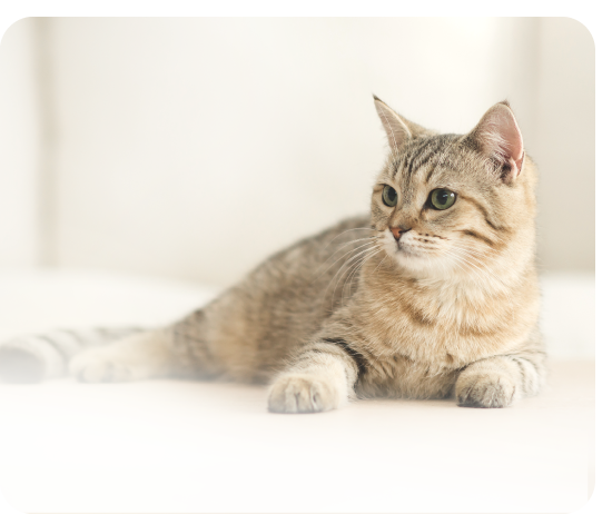 猫可